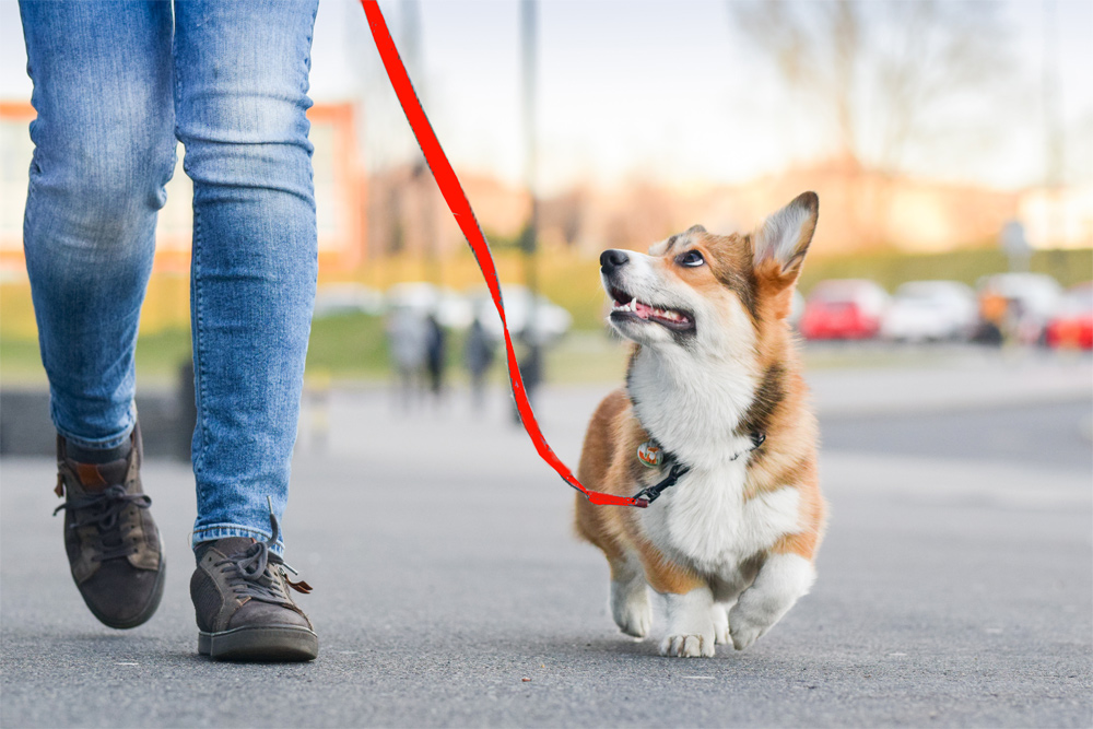 Training mit einer Führleine Hund